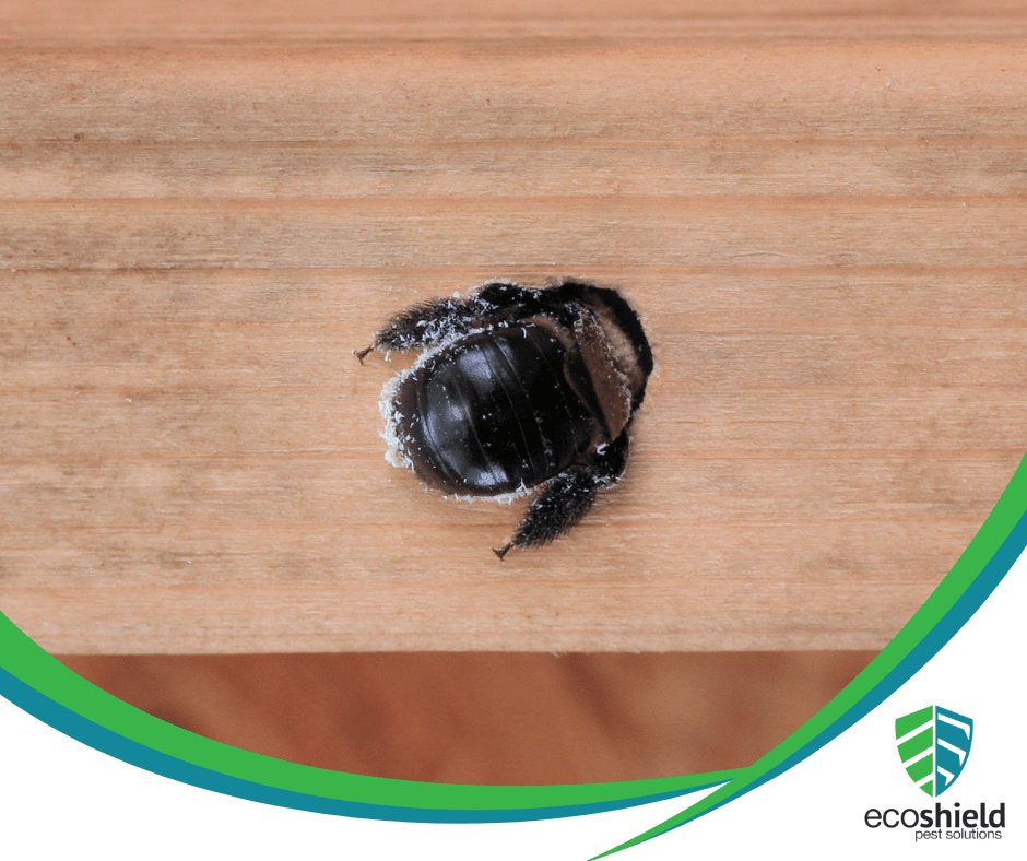 Are Carpenter Bees Dangerous?
